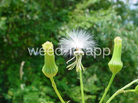 burnweed, American